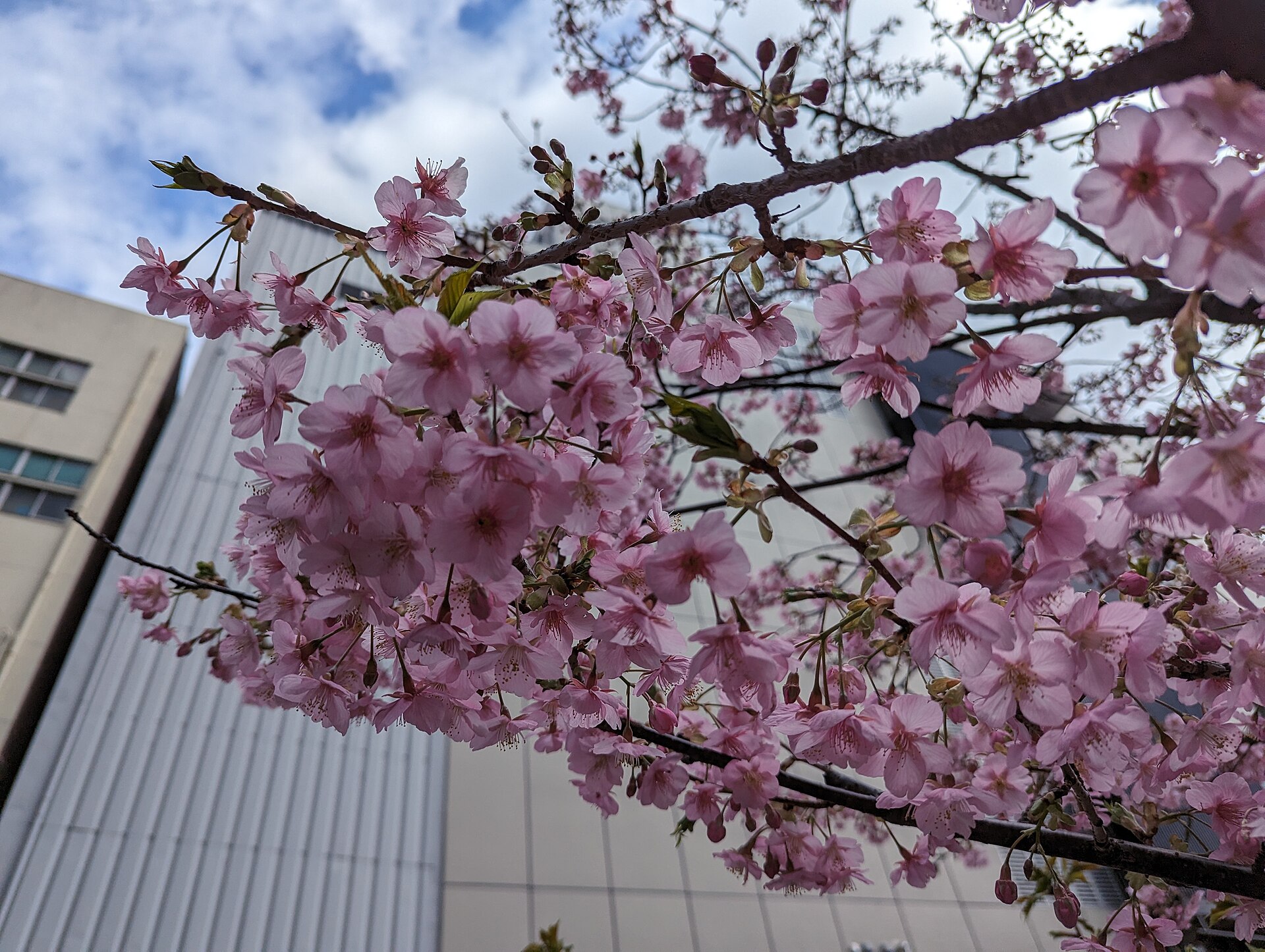 Sakura Cherry Blossoms